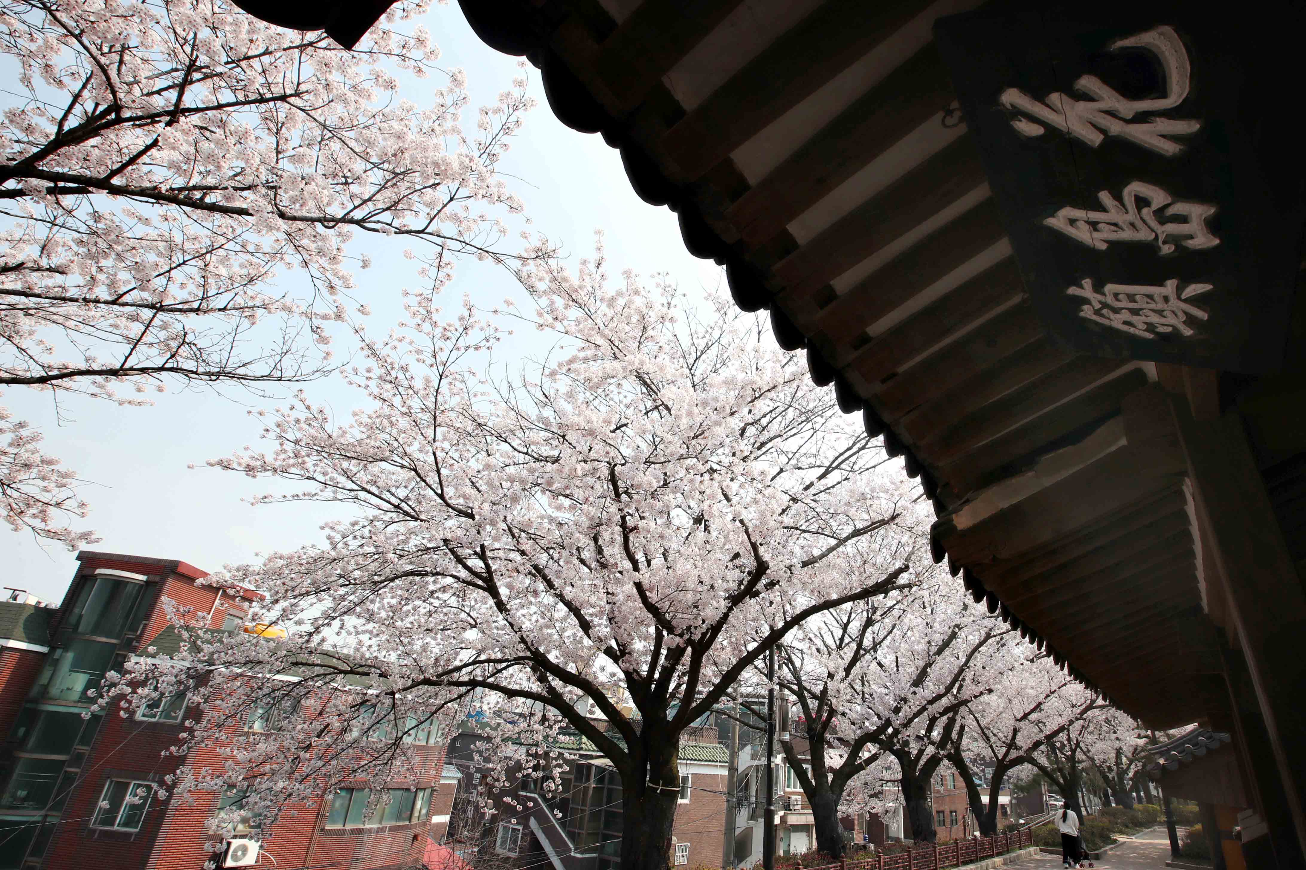 20200410_화도진공원_봄_벚꽃_스케치4.jpg 이미지