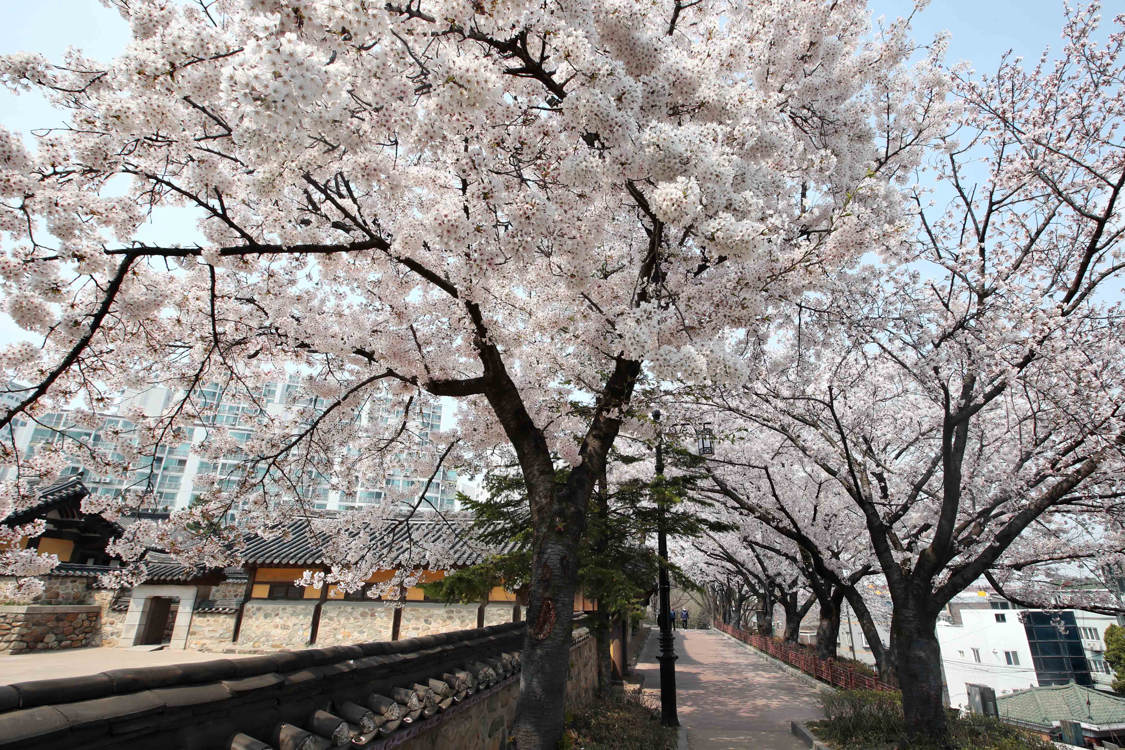 20200410_화도진공원_봄_벚꽃_스케치5.jpg 이미지