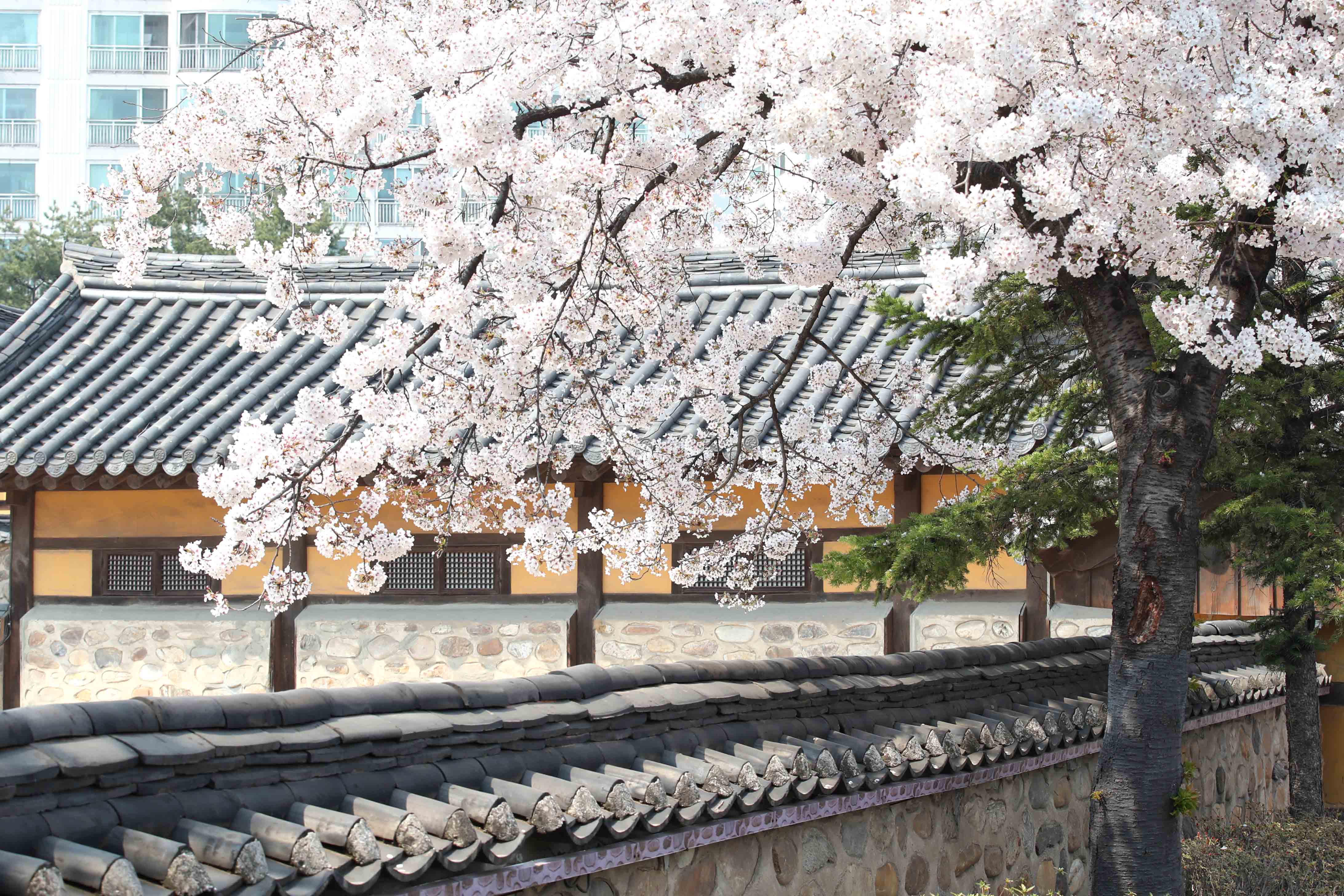 20200410_화도진공원_봄_벚꽃_스케치7.jpg 이미지