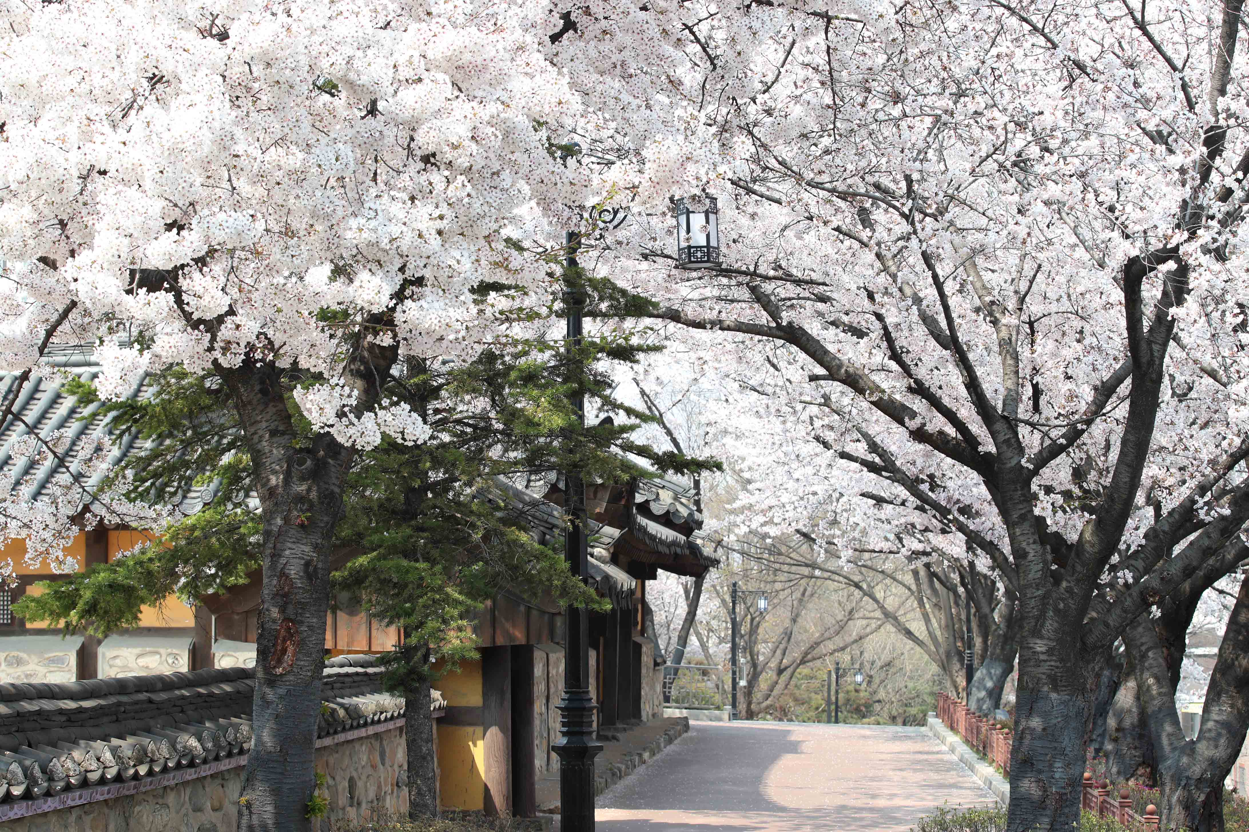 20200410_화도진공원_봄_벚꽃_스케치8.jpg 이미지