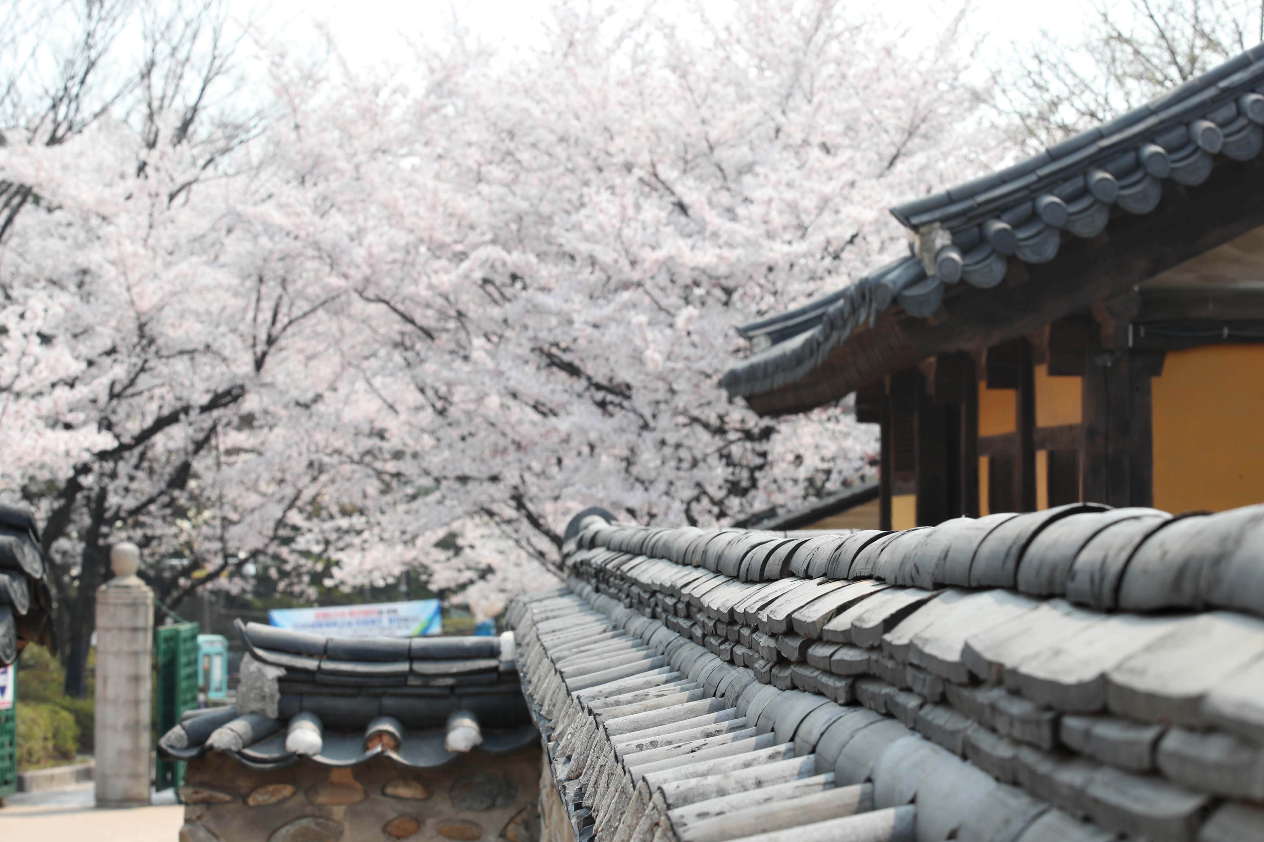20200410_화도진공원_봄_벚꽃_스케치9.jpg 이미지