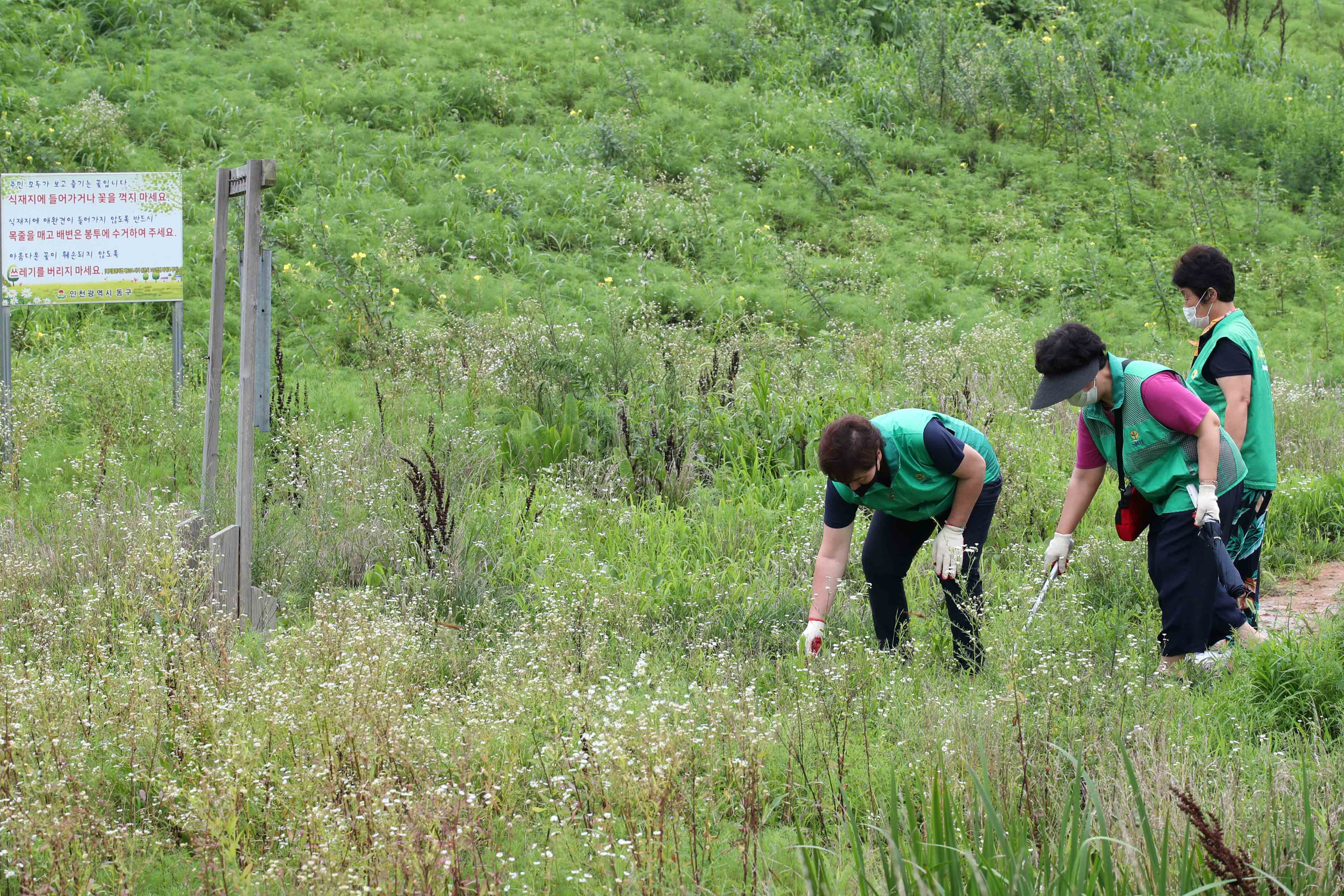 20200807_배다리_지하차도_상부_주변_여름맞이_대청소13.jpg 이미지
