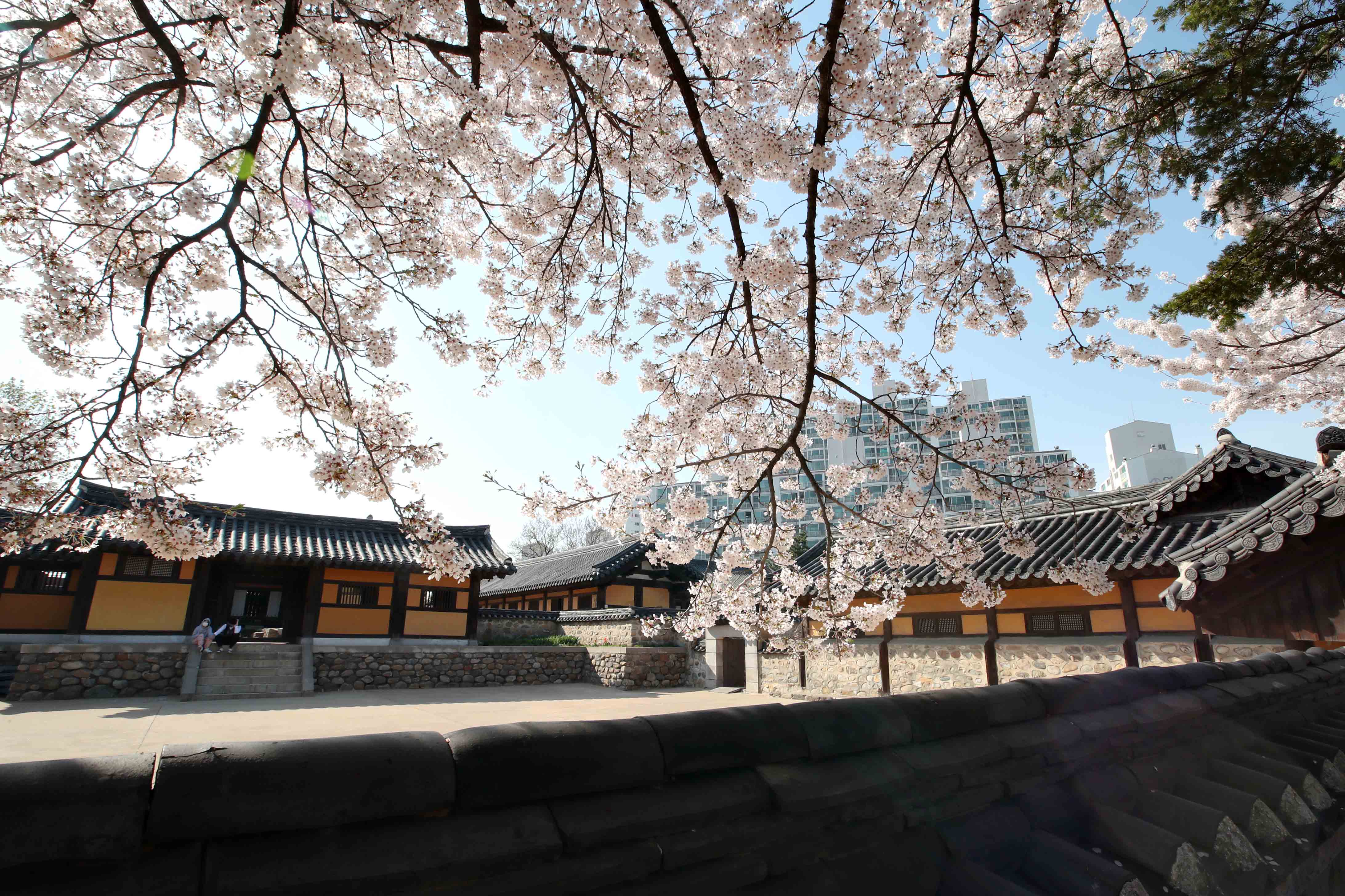 20210405_봄_벚꽃_스케치_화도진공원11.jpg 이미지