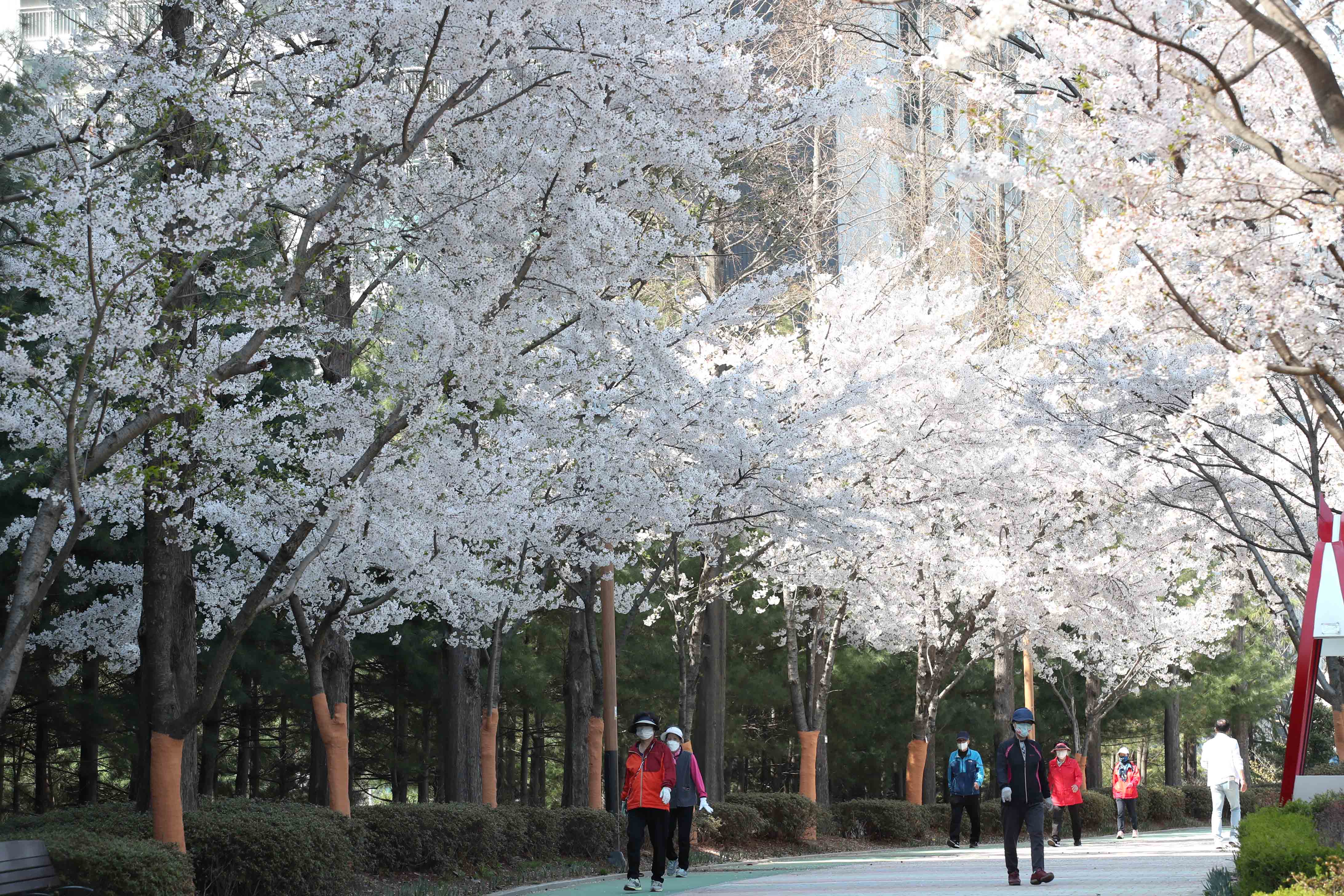 20210405_봄_벚꽃_스케치_송현근린공원11.jpg 이미지