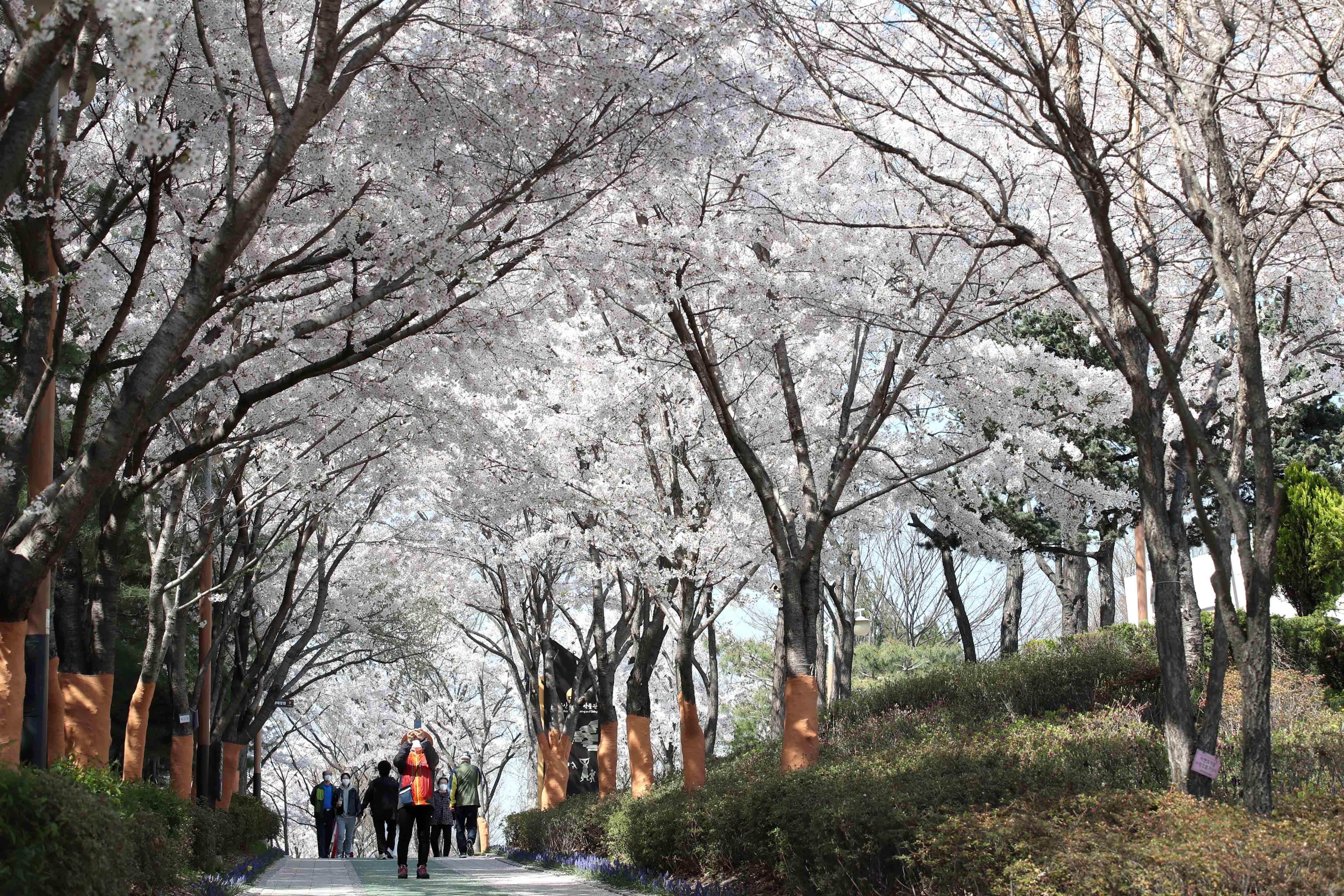 20210405_봄_벚꽃_스케치_송현근린공원14.jpg 이미지