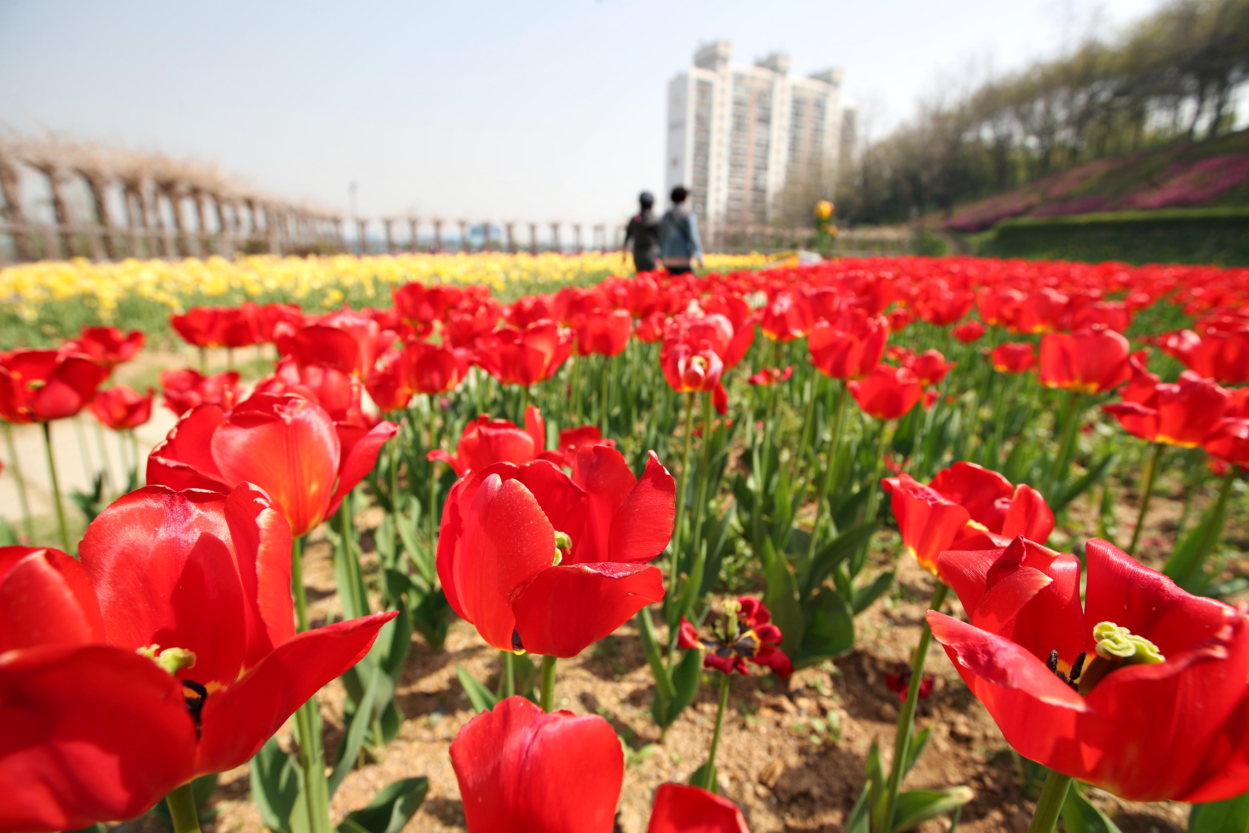 20210421_송현근린공원_하늘생태정원_튤립_스케치14.jpg 이미지