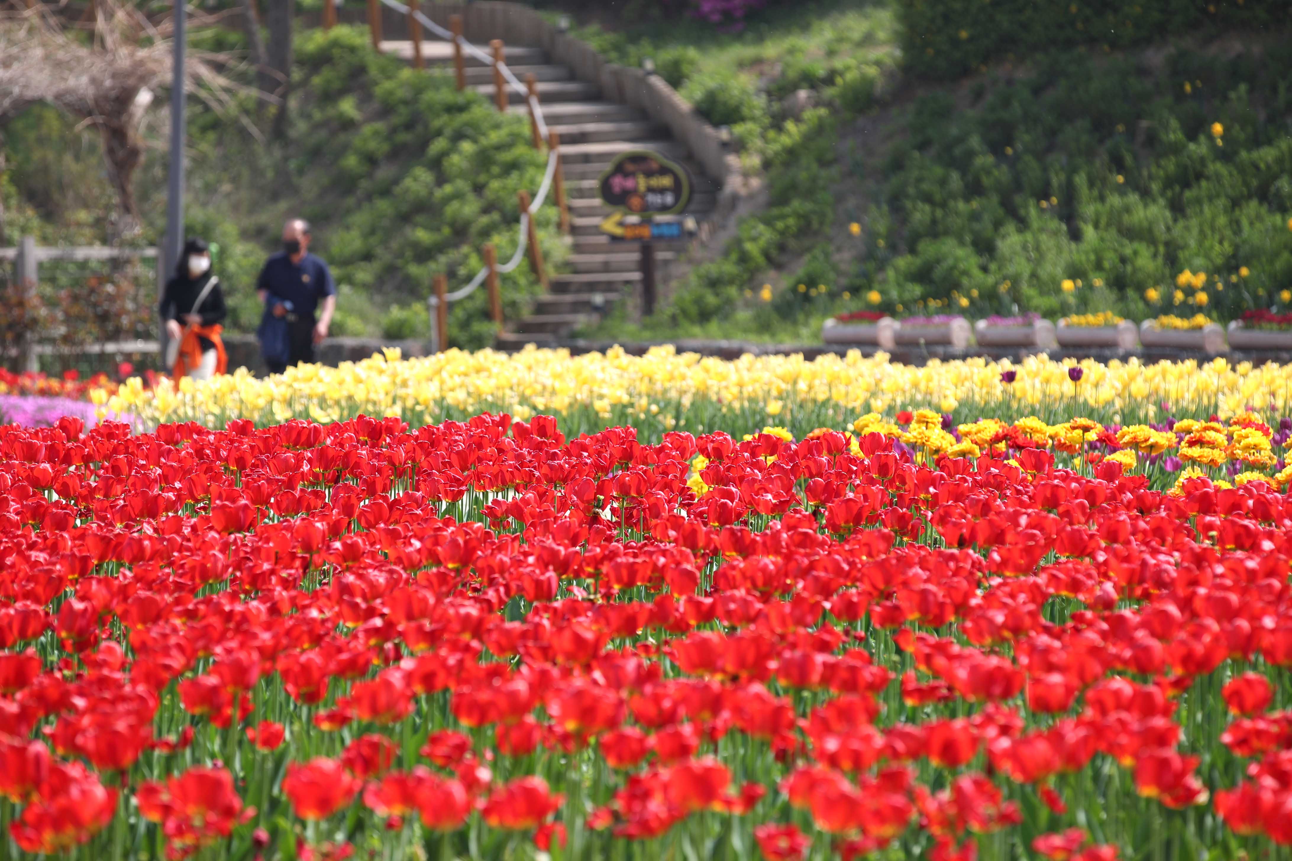 20210421_송현근린공원_하늘생태정원_튤립_스케치15.jpg 이미지