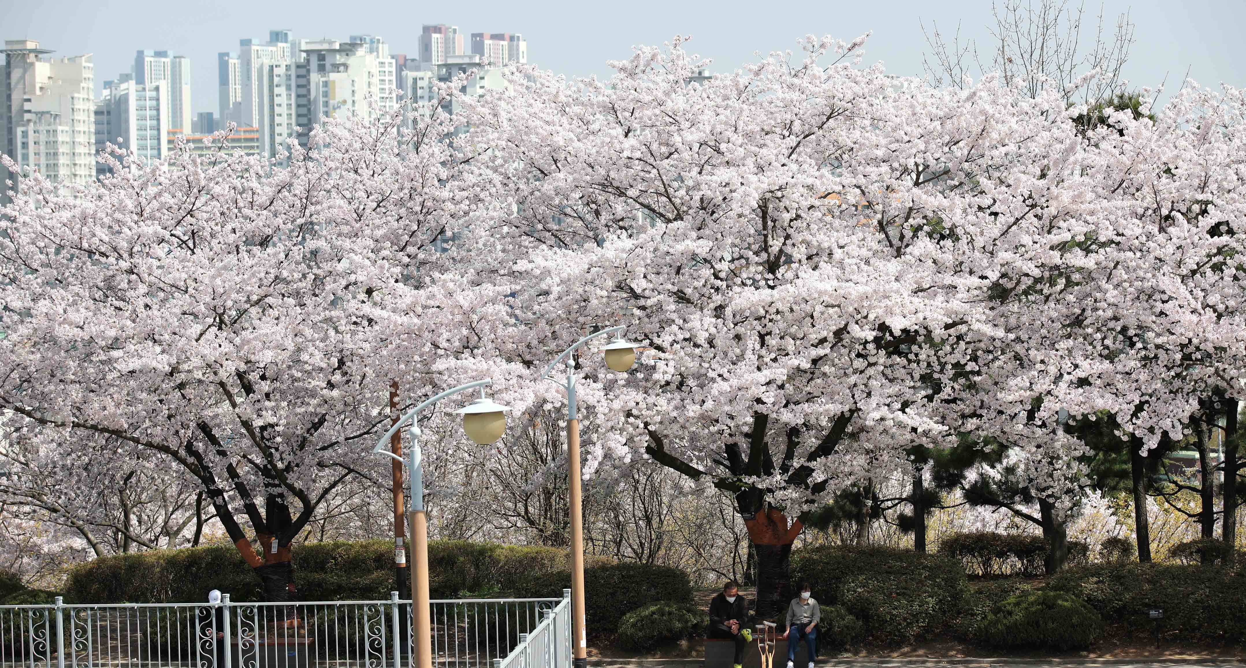 20220411_봄_벚꽃_스케치_송현근린공원2.jpg 이미지
