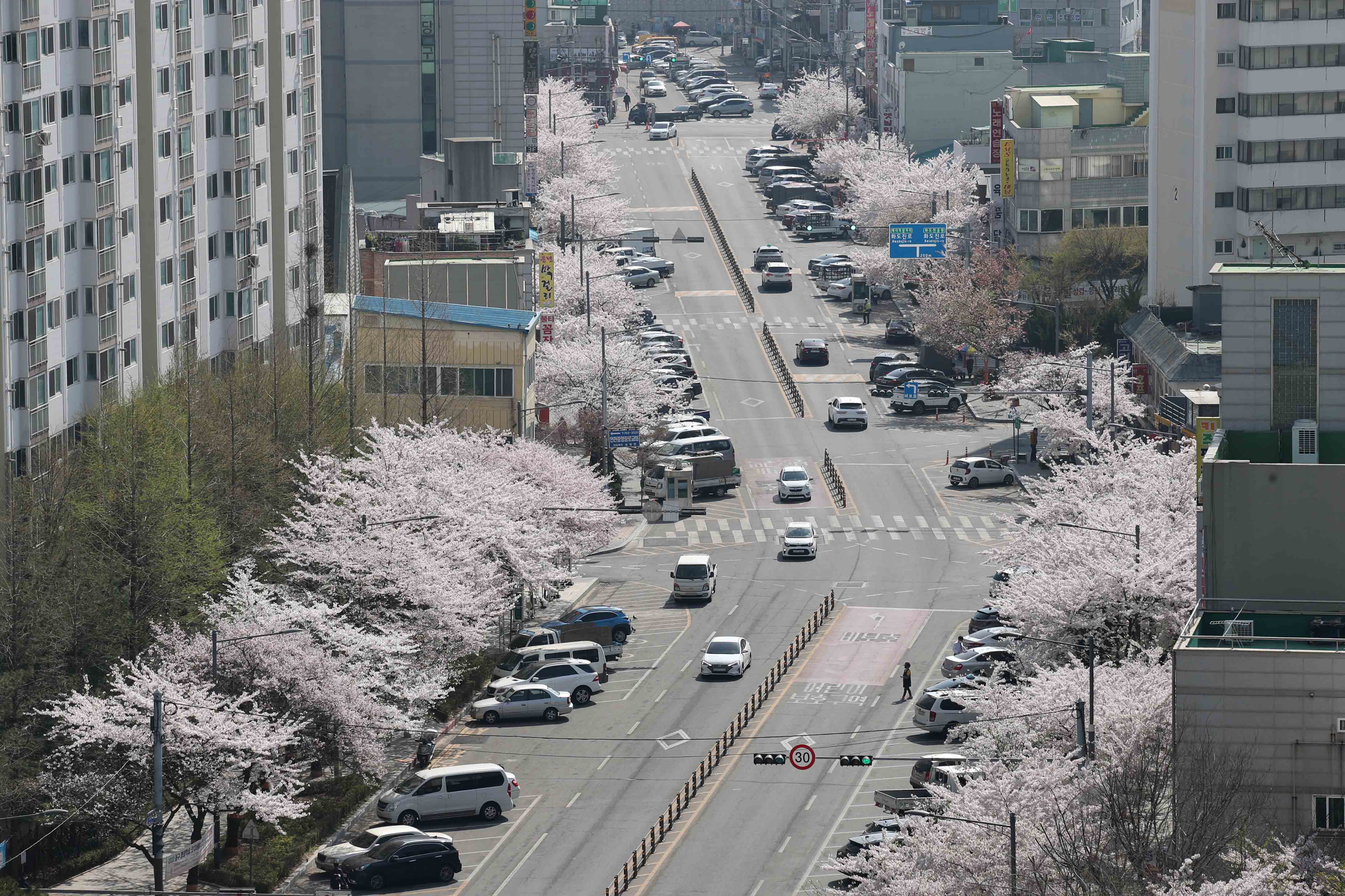 20220411_봄_벚꽃_스케치_수문통1.jpg 이미지