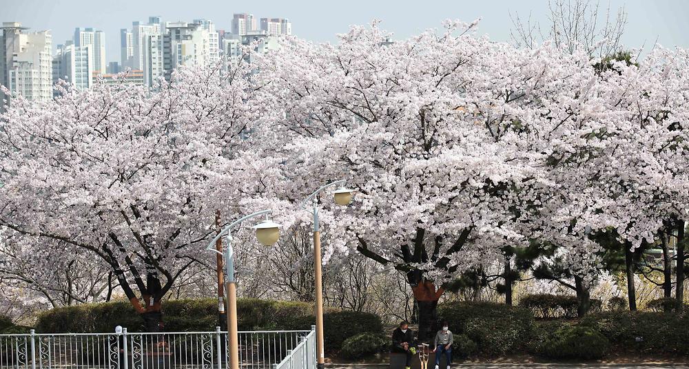봄 벚꽃 스케치(송현근린공원) 사진