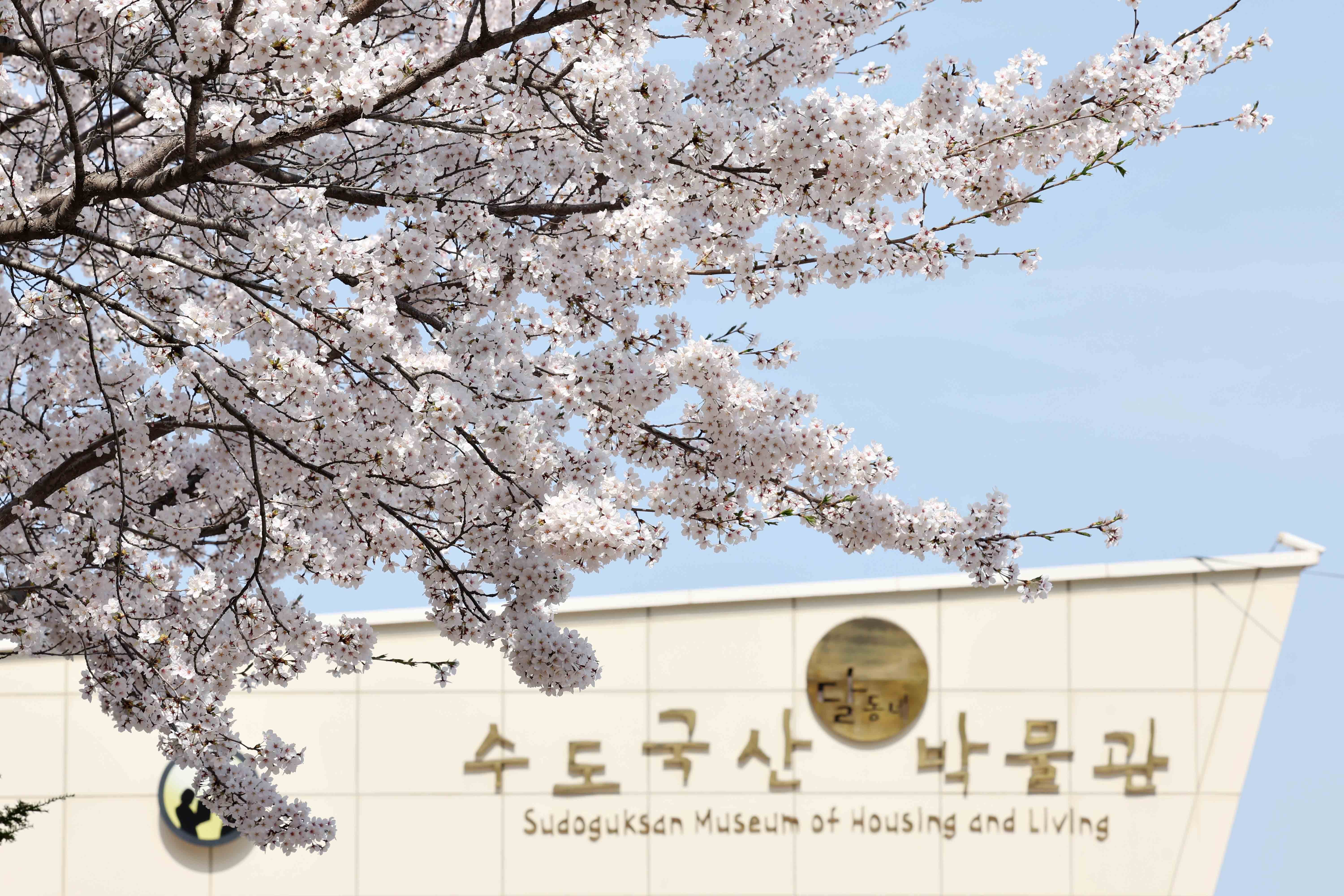 20230403_송현근린공원_벚꽃_스케치1.jpg 이미지