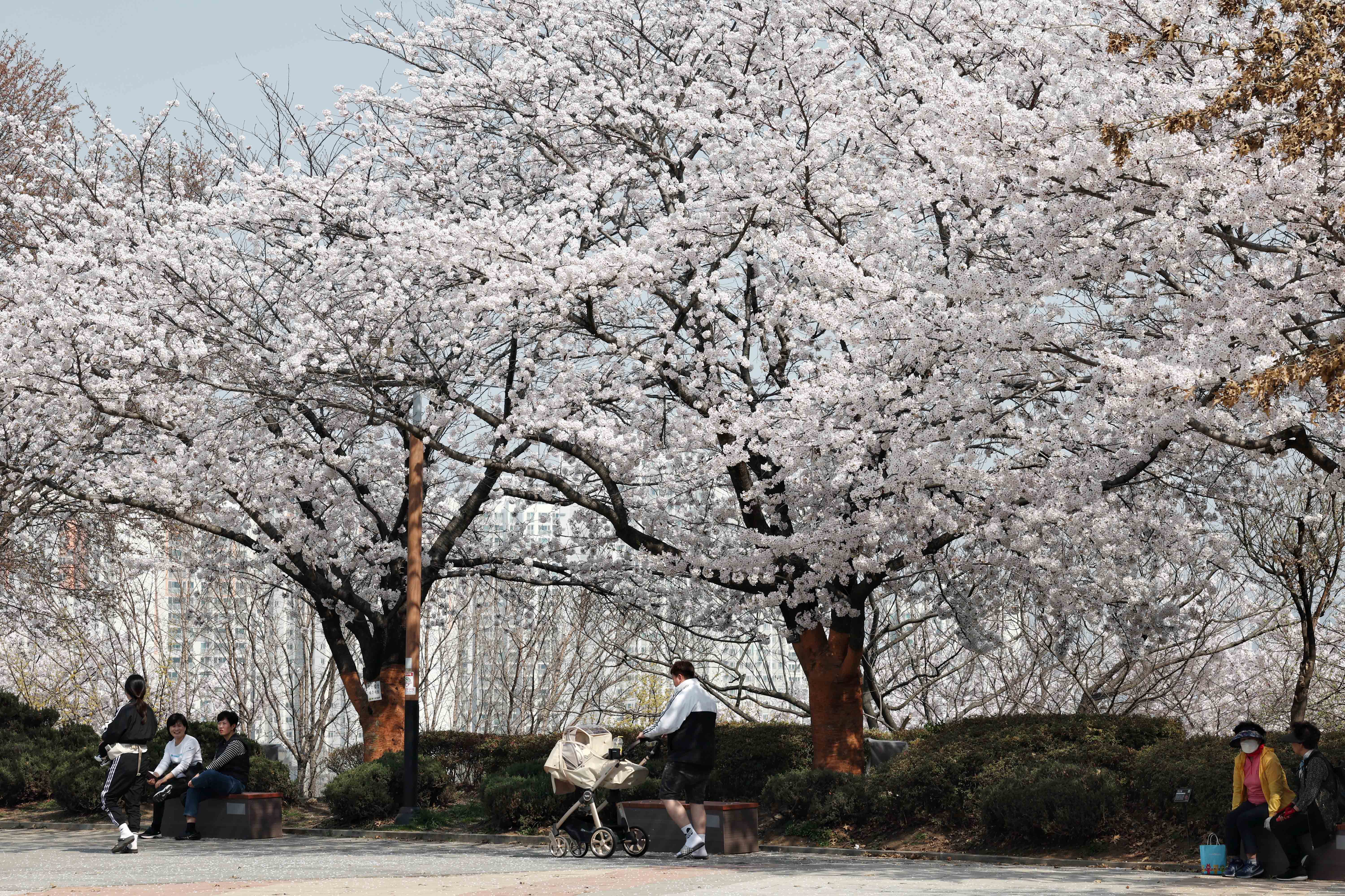 20230403_송현근린공원_벚꽃_스케치2.jpg 이미지