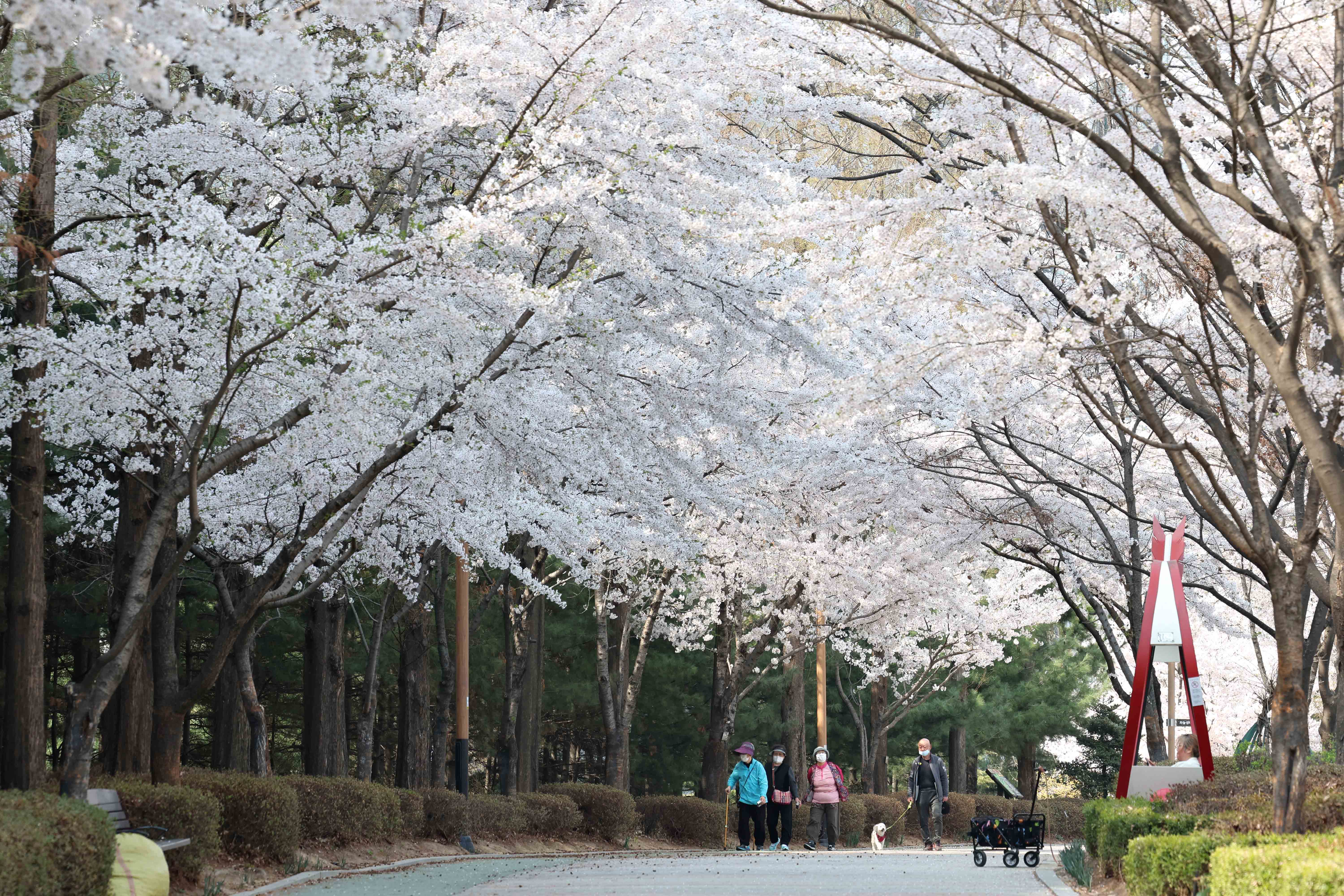 20230403_송현근린공원_벚꽃_스케치3.jpg 이미지
