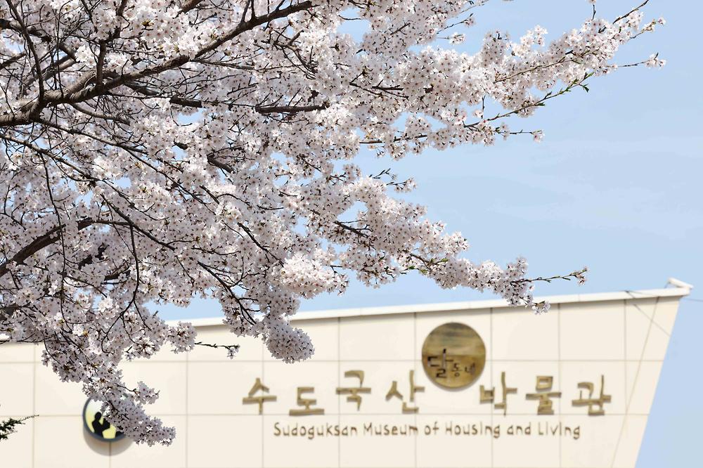 송현근린공원 벚꽃 스케치 사진