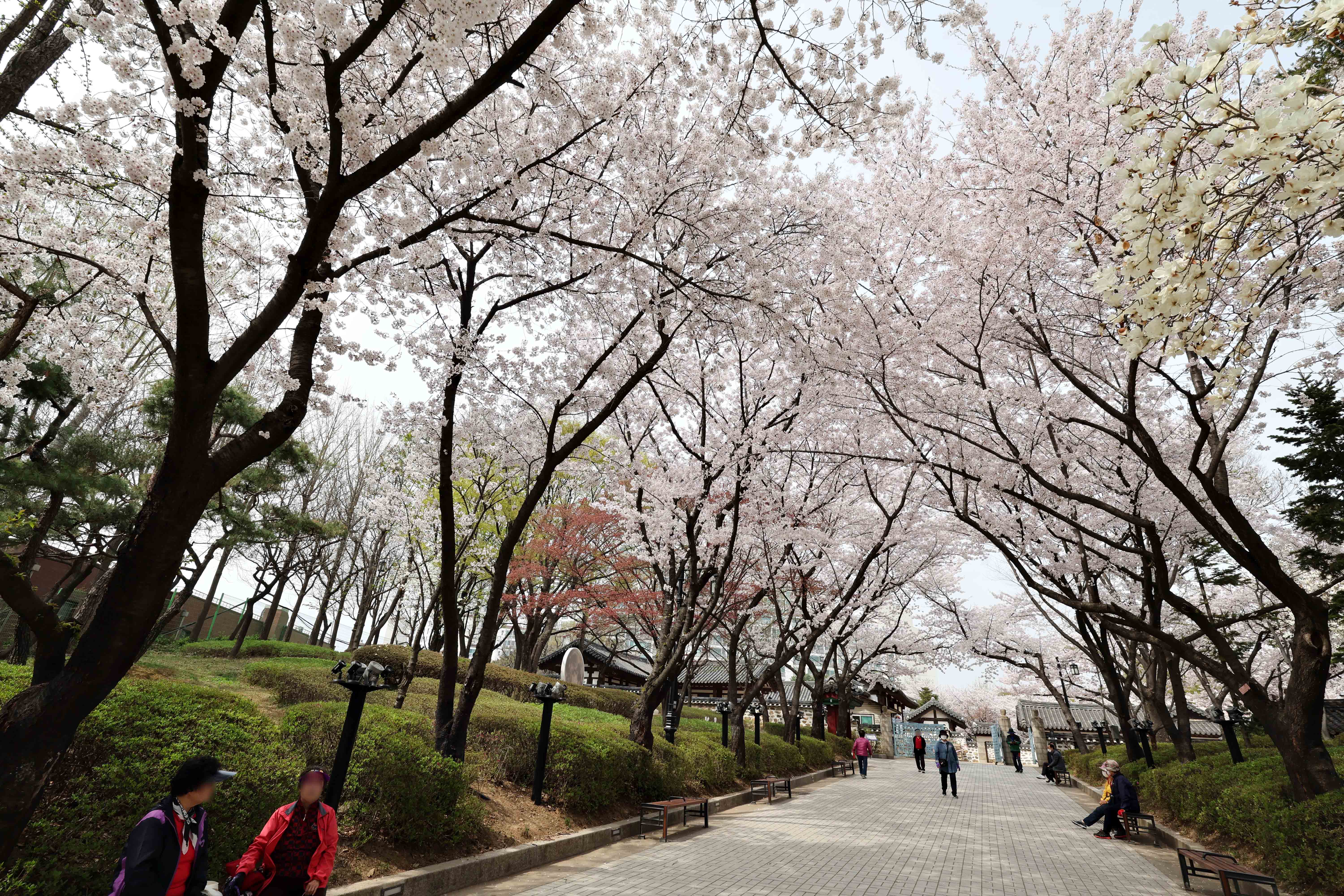 20240408_봄_벚꽃_스케치_화도진공원5.jpg 이미지