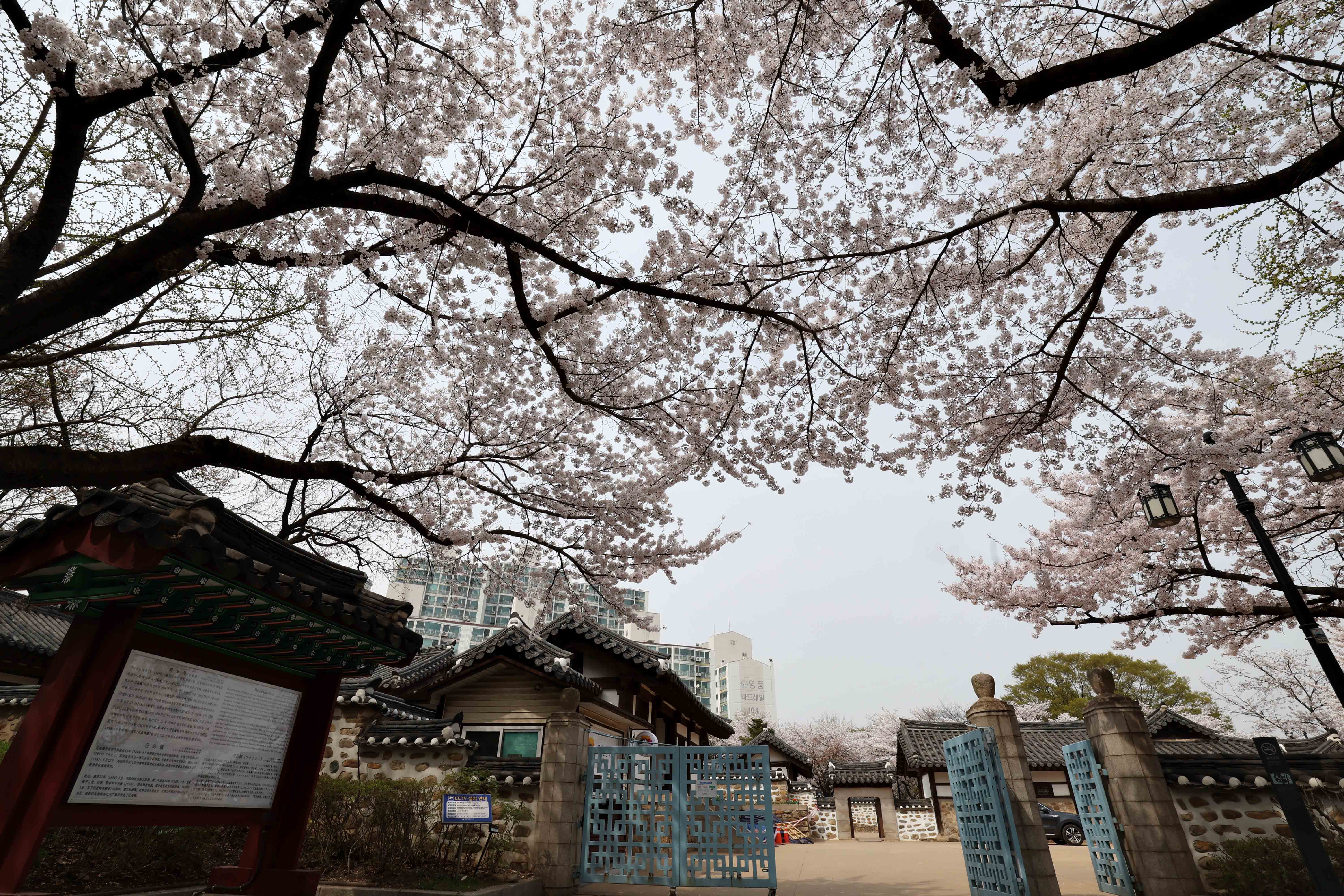 20240408_봄_벚꽃_스케치_화도진공원6.jpg 이미지