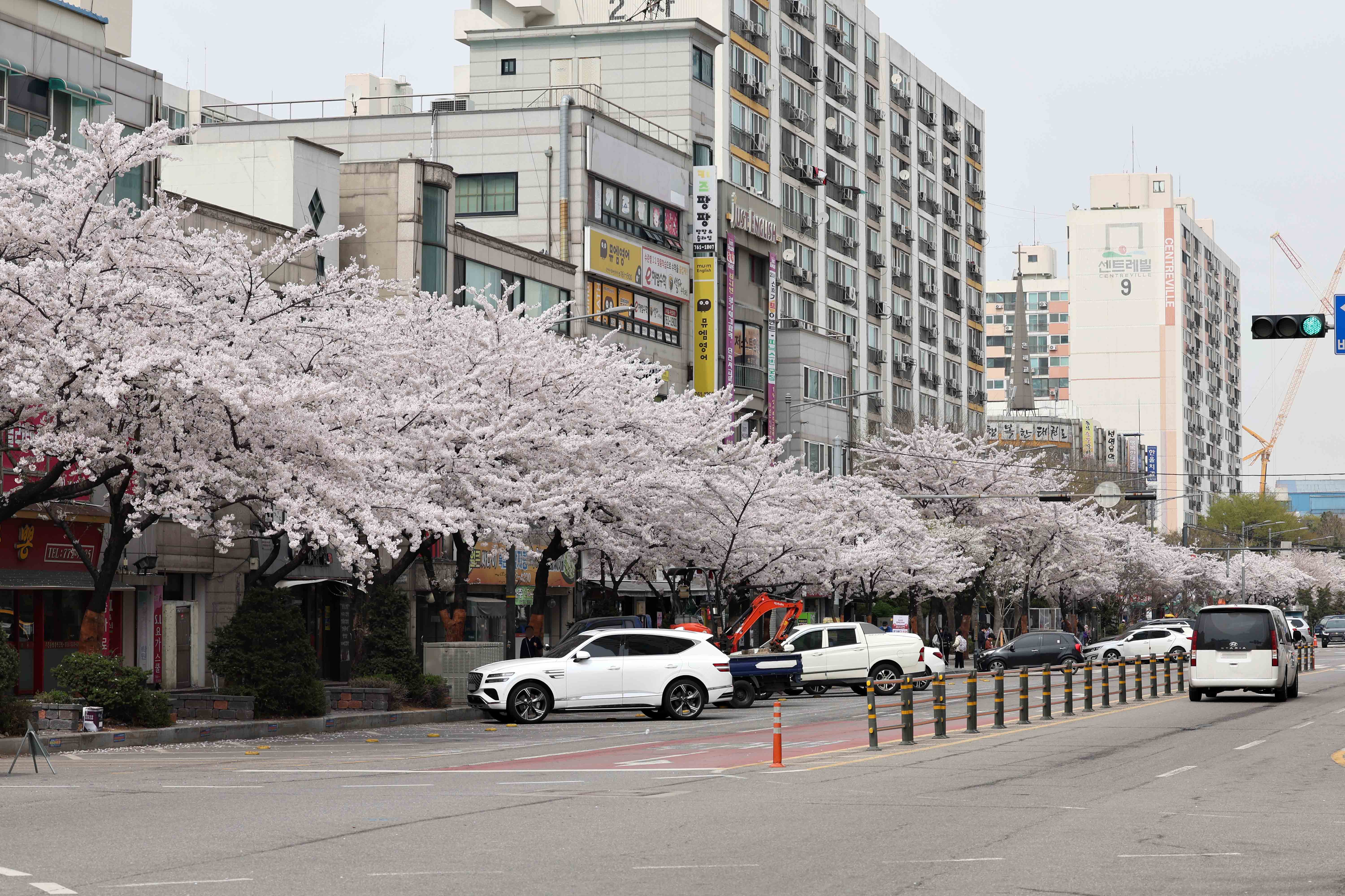 20240408_봄_벚꽃_스케치_수문통3.jpg 이미지