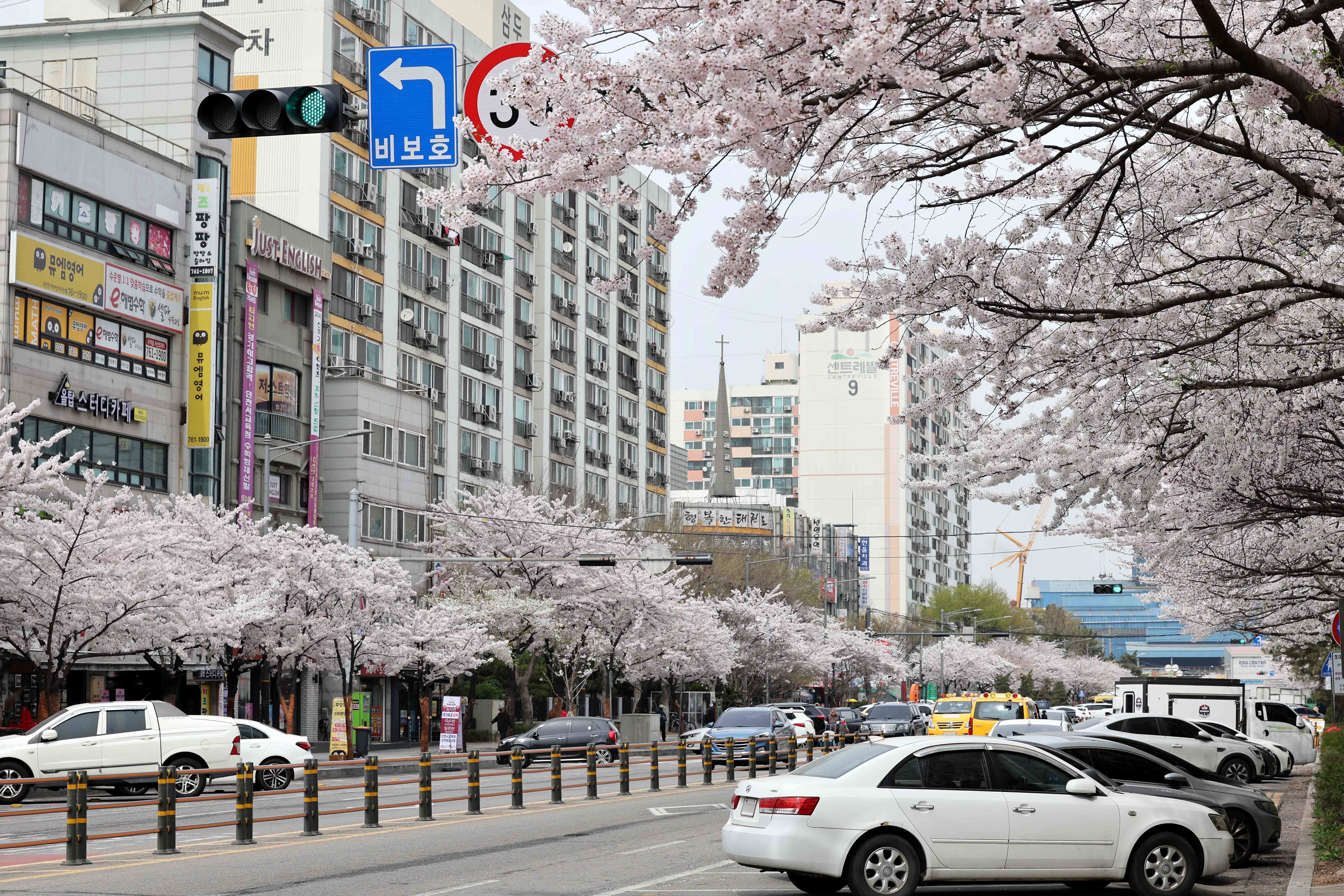 20240408_봄_벚꽃_스케치_수문통5.jpg 이미지