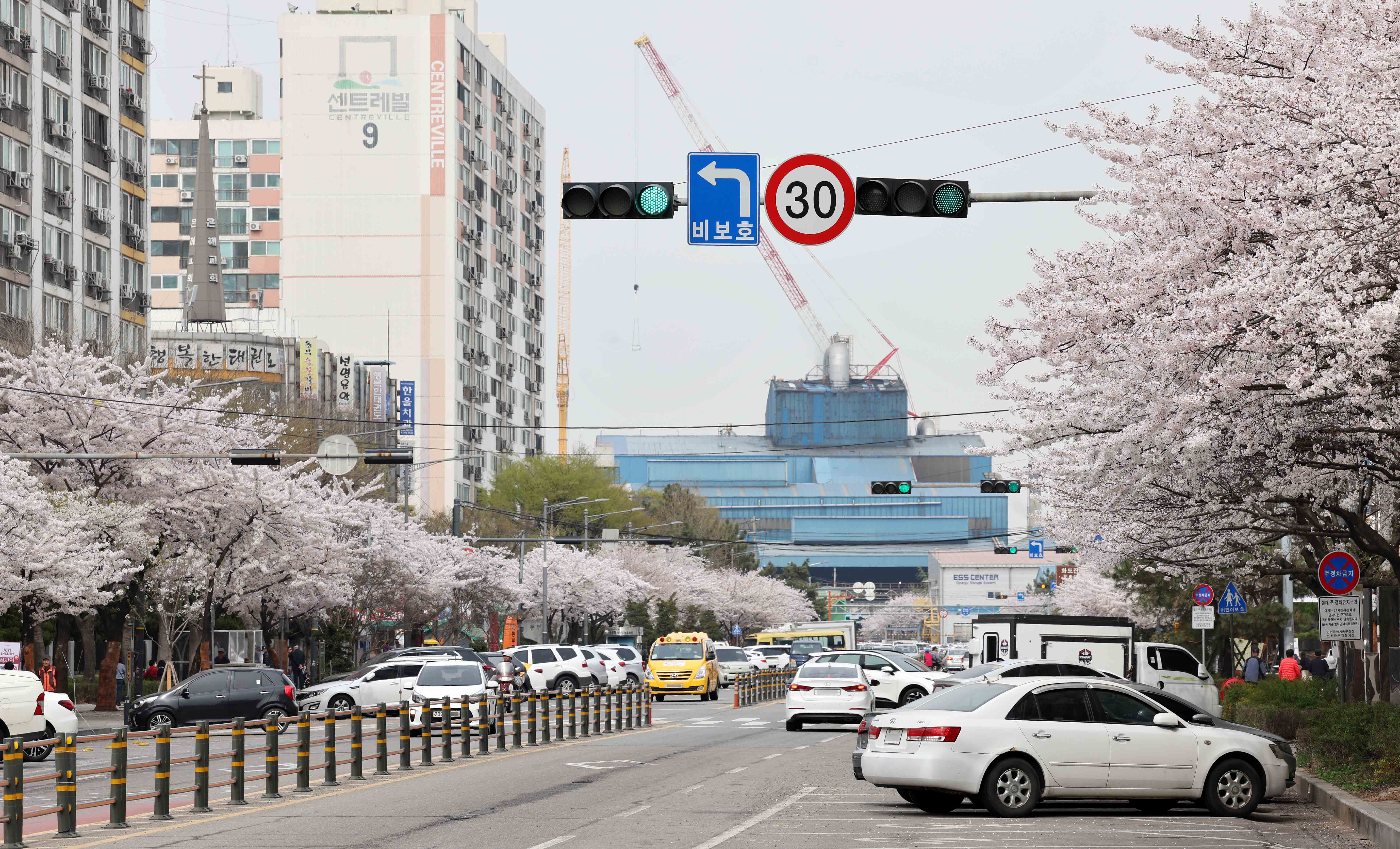 20240408_봄_벚꽃_스케치_수문통7.jpg 이미지