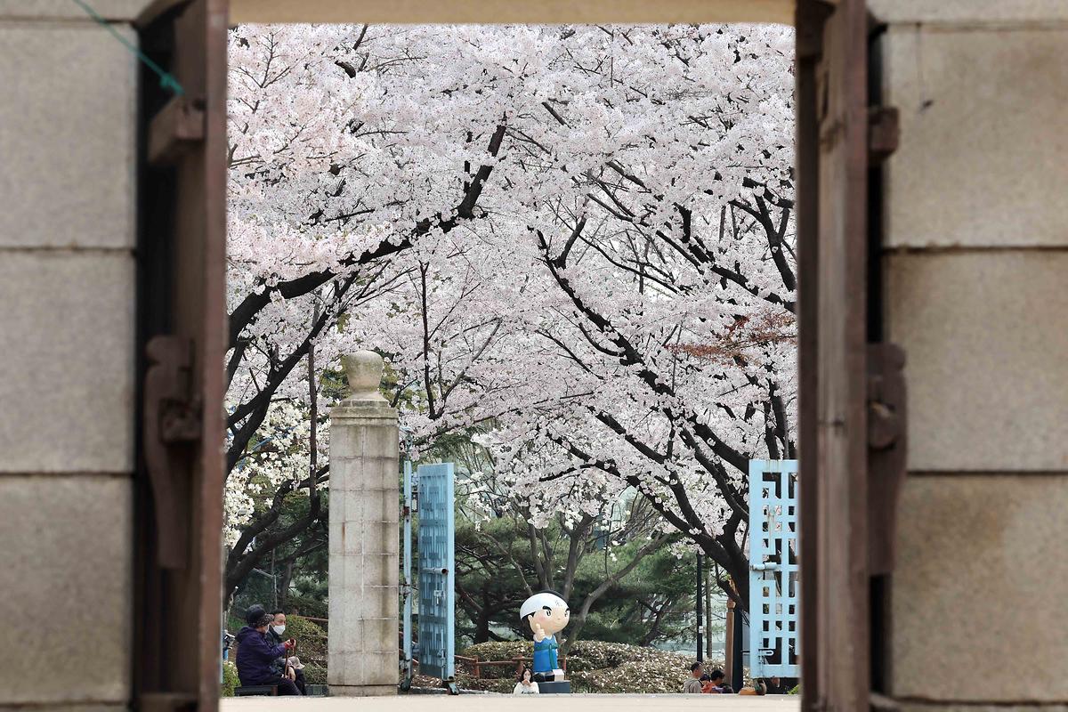 봄 벚꽃 스케치(화도진공원) 사진