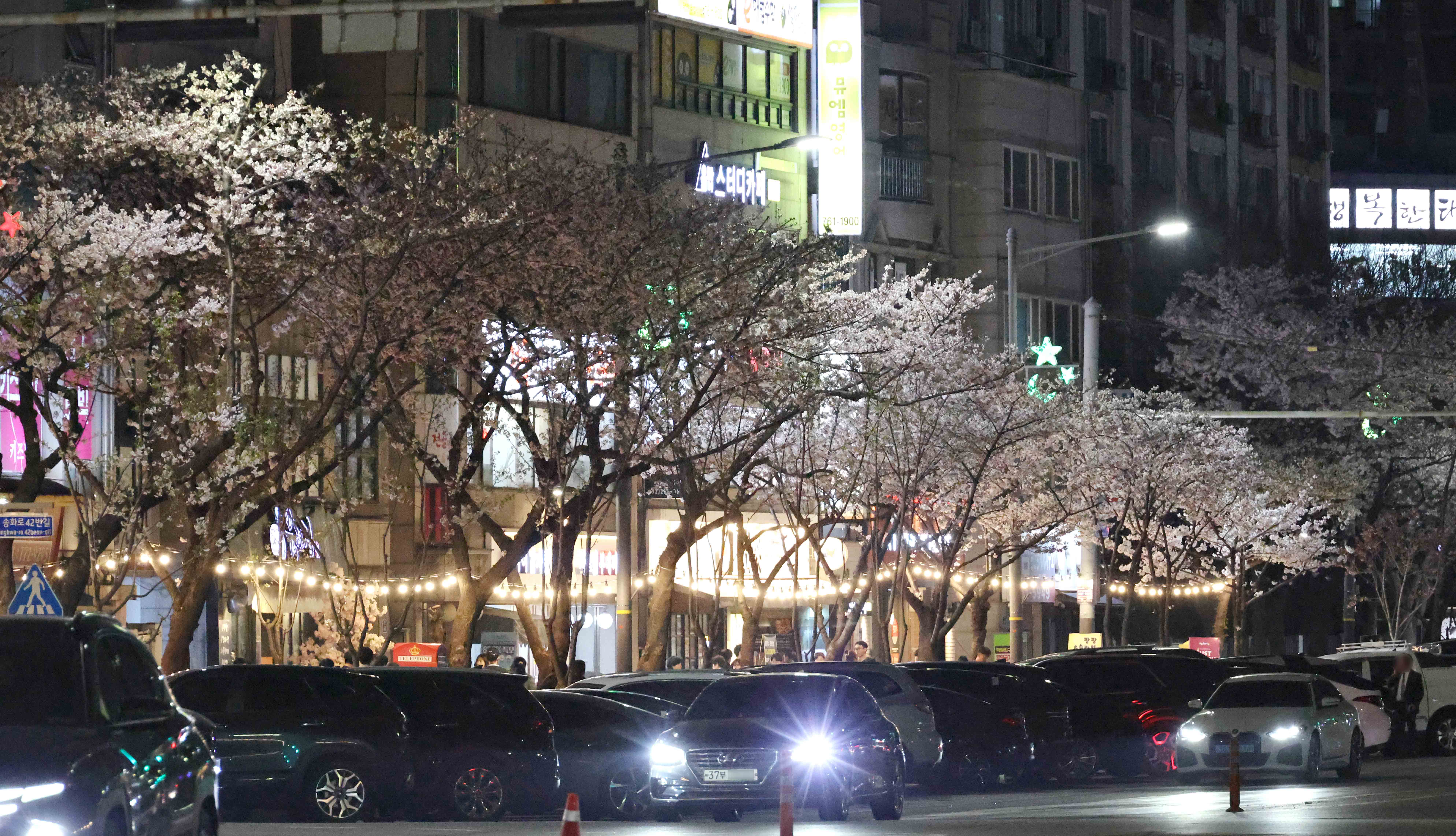 20250411_수문통_벚꽃_FESTA3.jpg 이미지