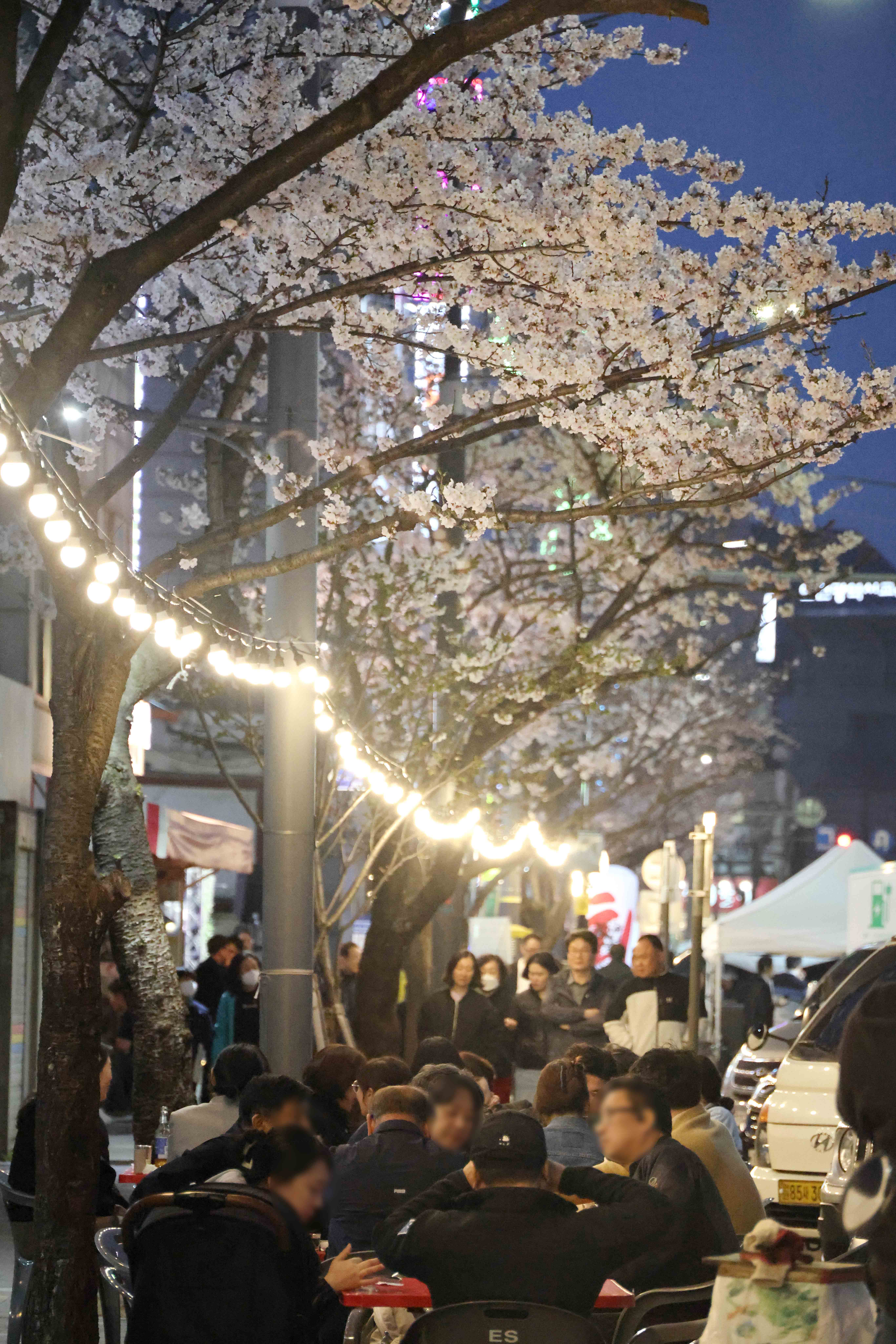 20250411_수문통_벚꽃_FESTA6.jpg 이미지