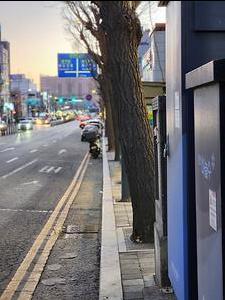 은행나무 갤러리 거리 조성 현장사진